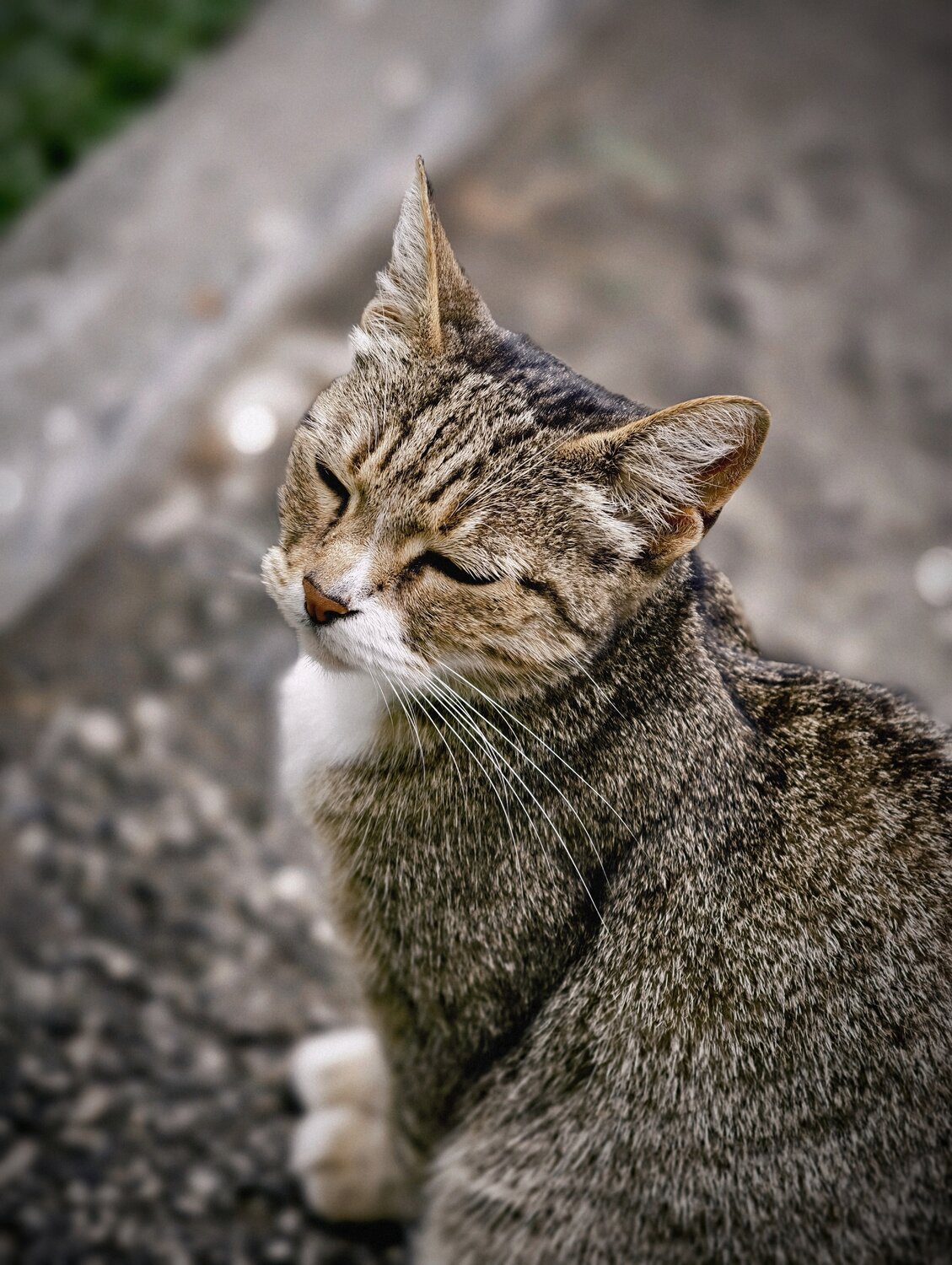 Photo #14043067