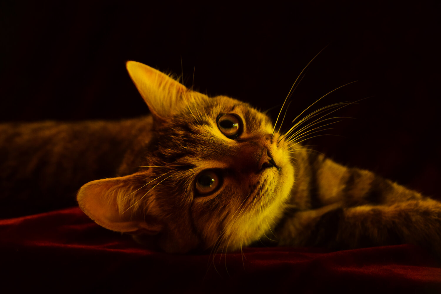 Photo #14043103