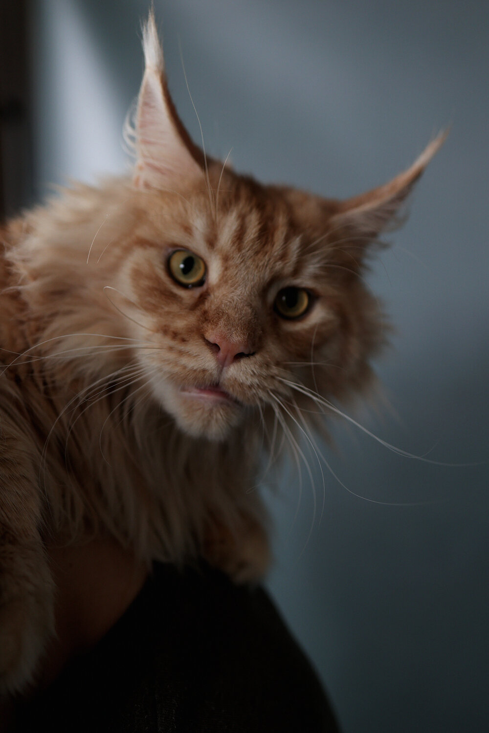 Photo #14043107