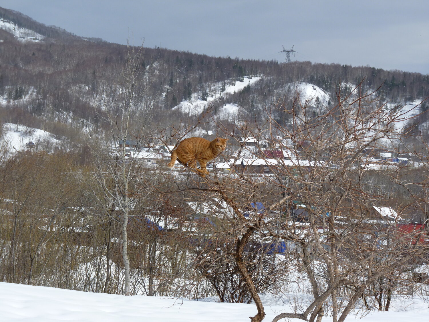 Photo #14043124