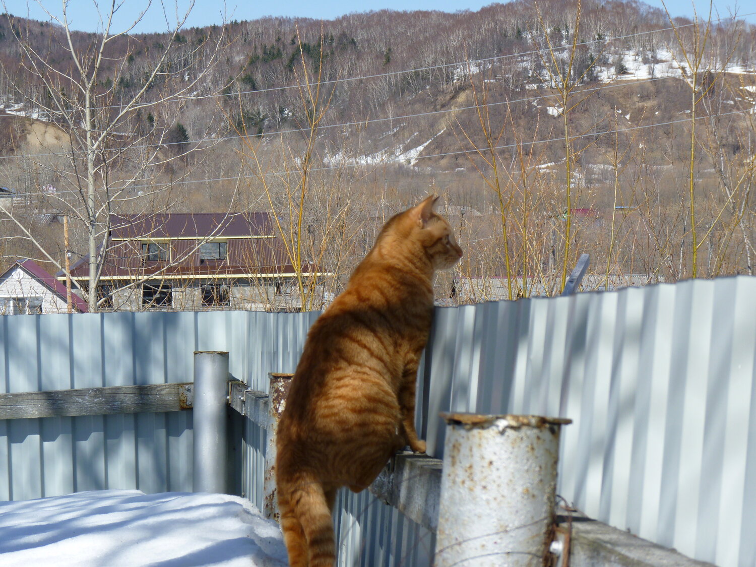 Photo #14043125