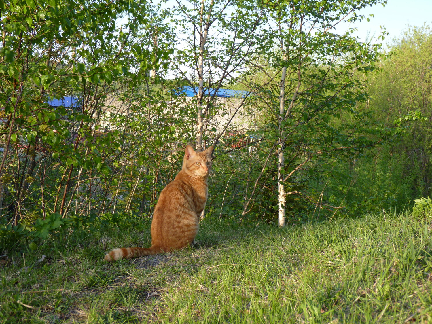 Photo #14043130
