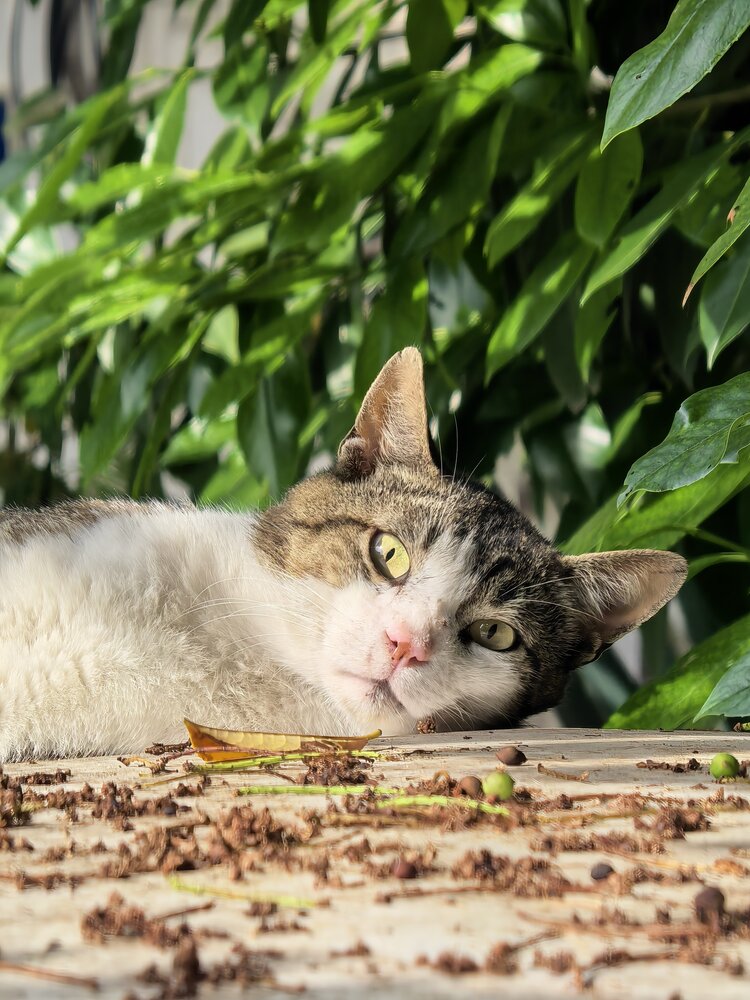 Фотография автора Мария Кутасина
