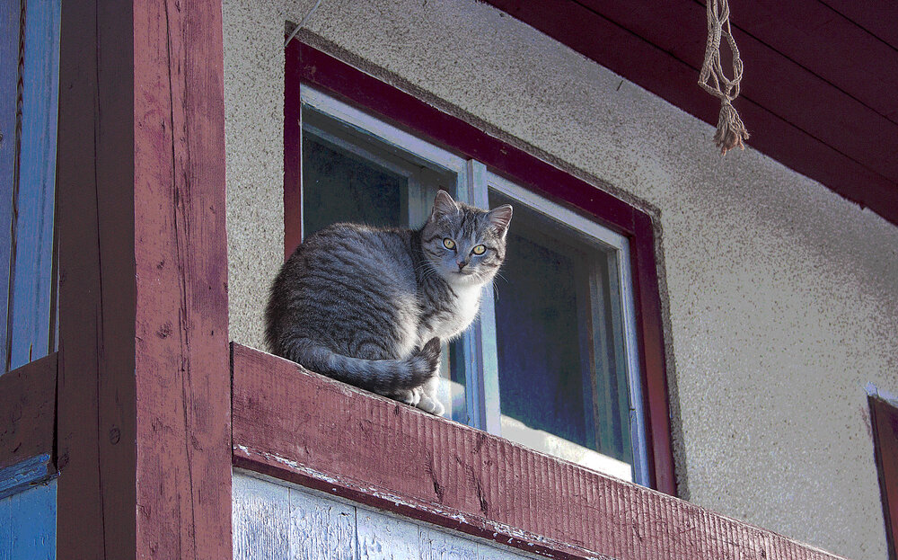 Cat on the porch