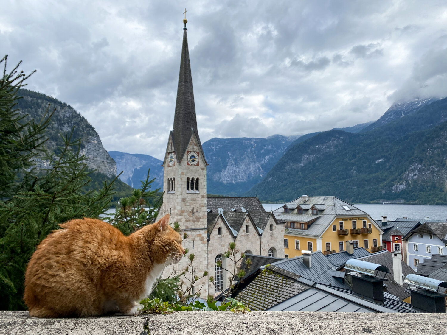 Ginger cat in Hallstatt