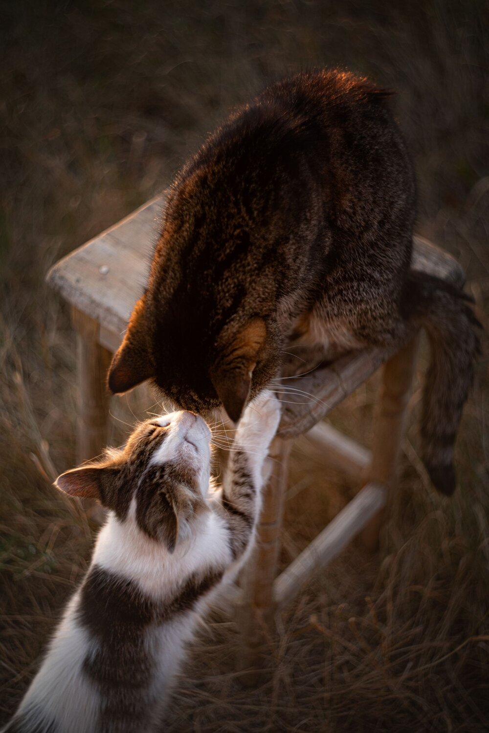 Photo #14043311
