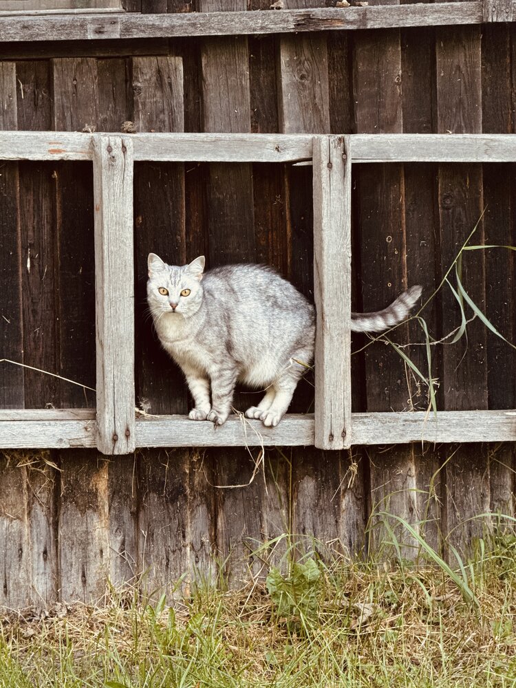 Photograph by Елена Гребенюк