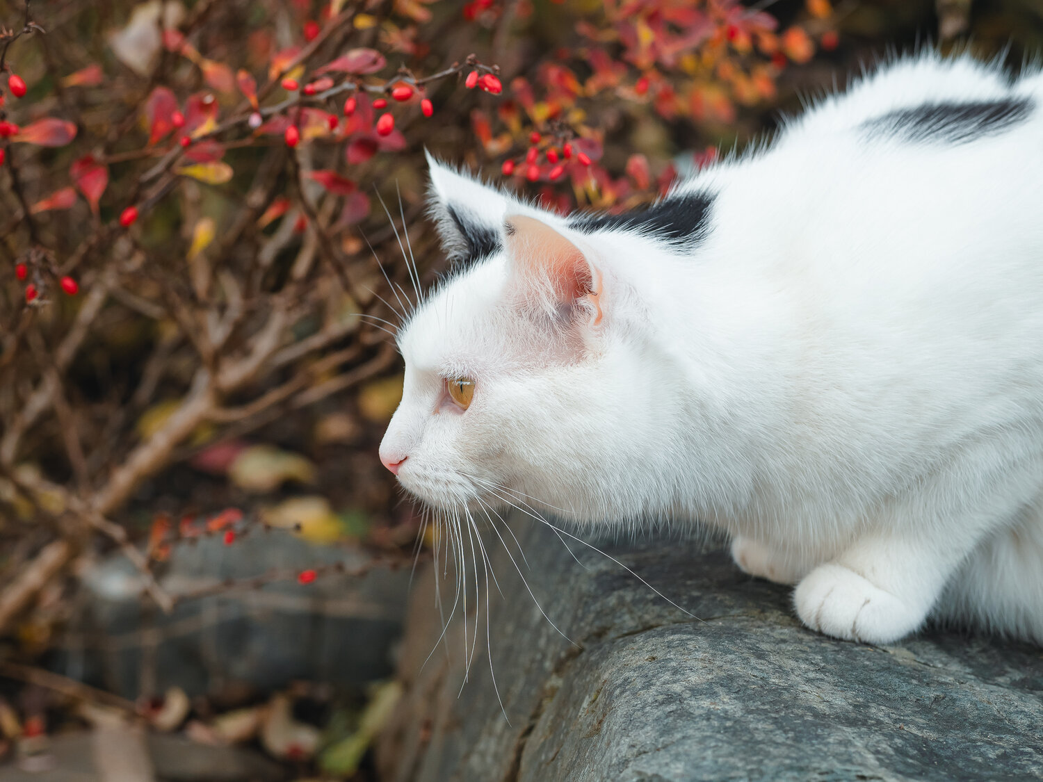 Photo #14043418
