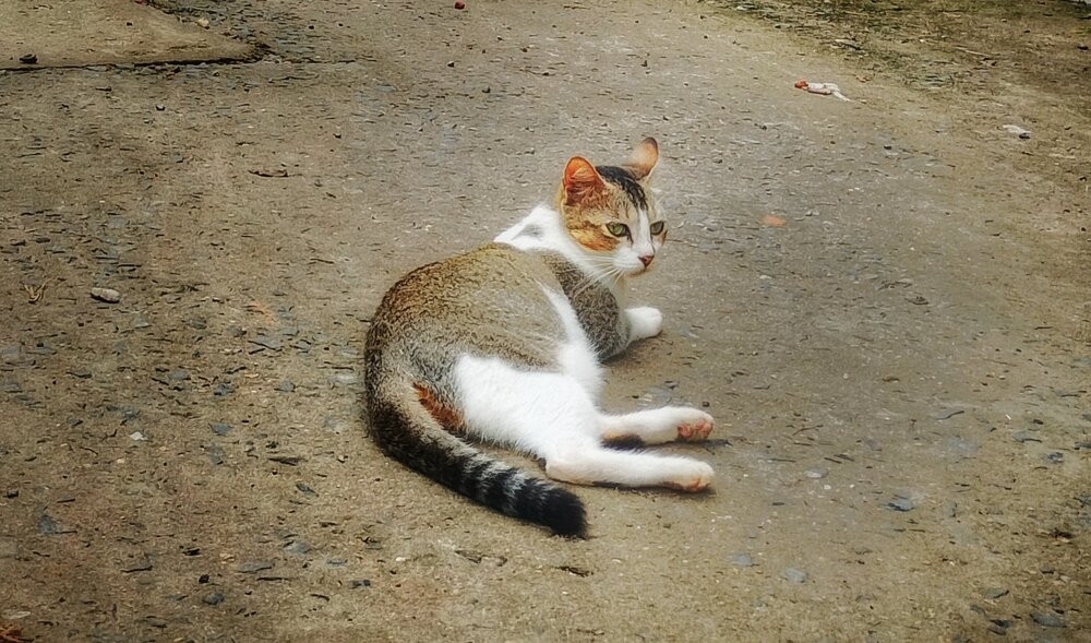 Photograph by ASHOKE MALLICK