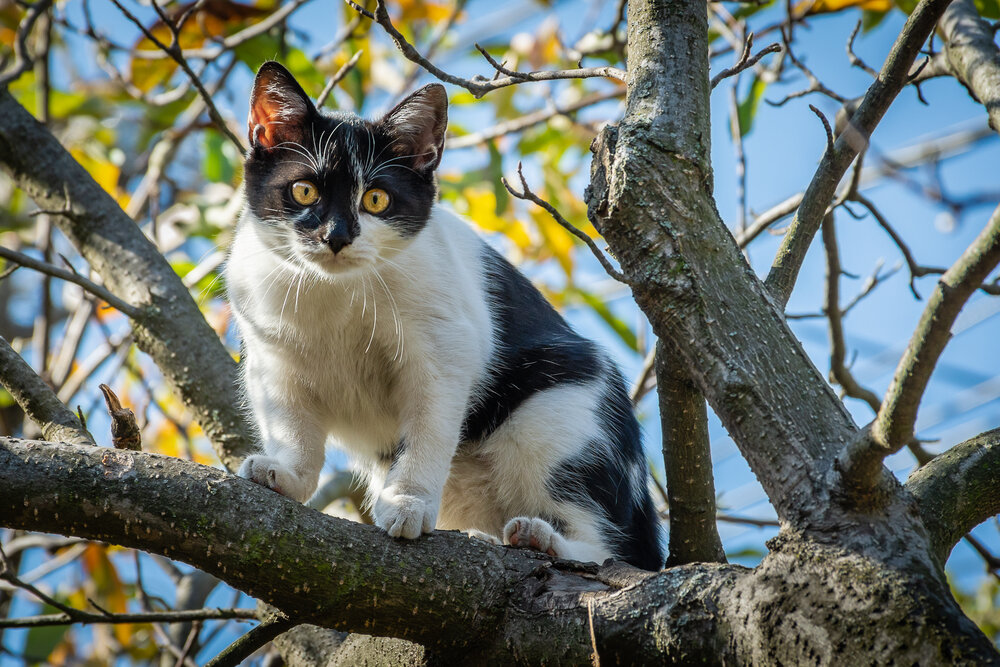 Фотография автора Negovan Pesic
