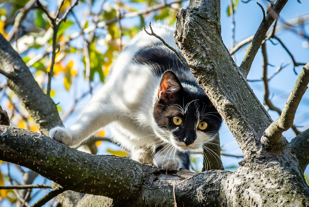 Фотография автора Negovan Pesic