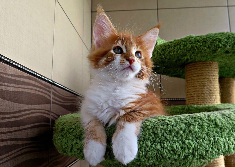КОШКИ