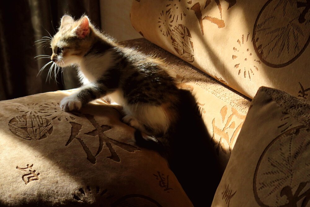 КОШКИ