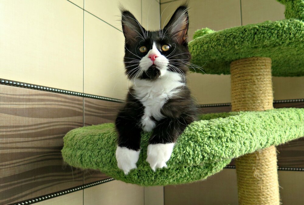 КОШКИ