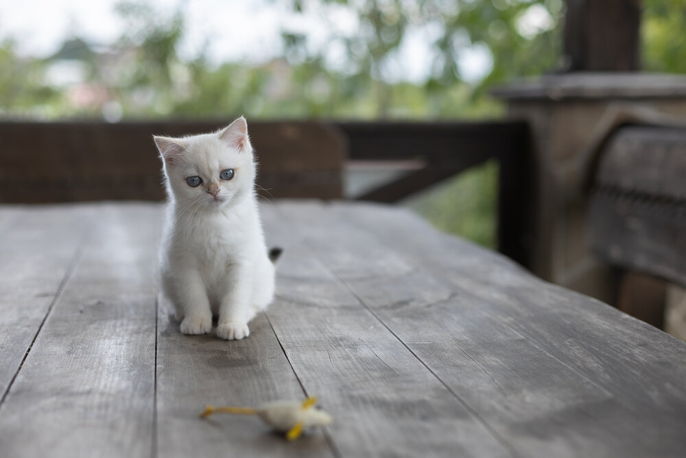 Photograph by Larysa Pinner