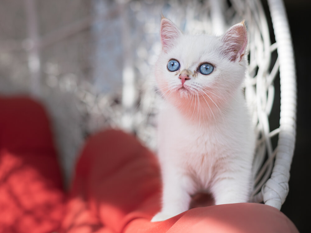 Photograph by Larysa Pinner
