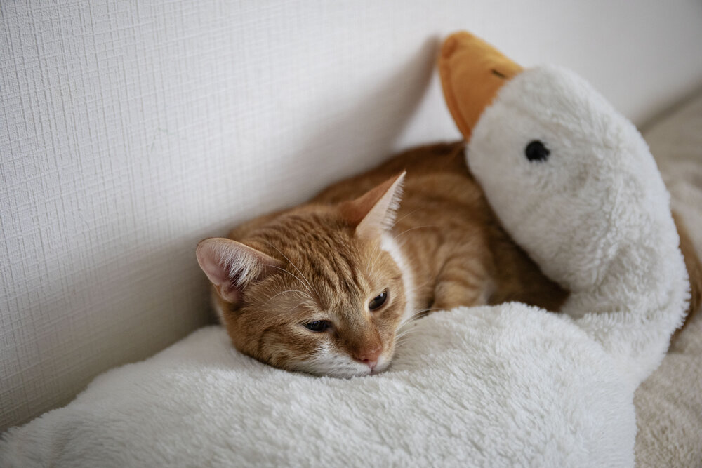 Photograph by Харитонова Ирина