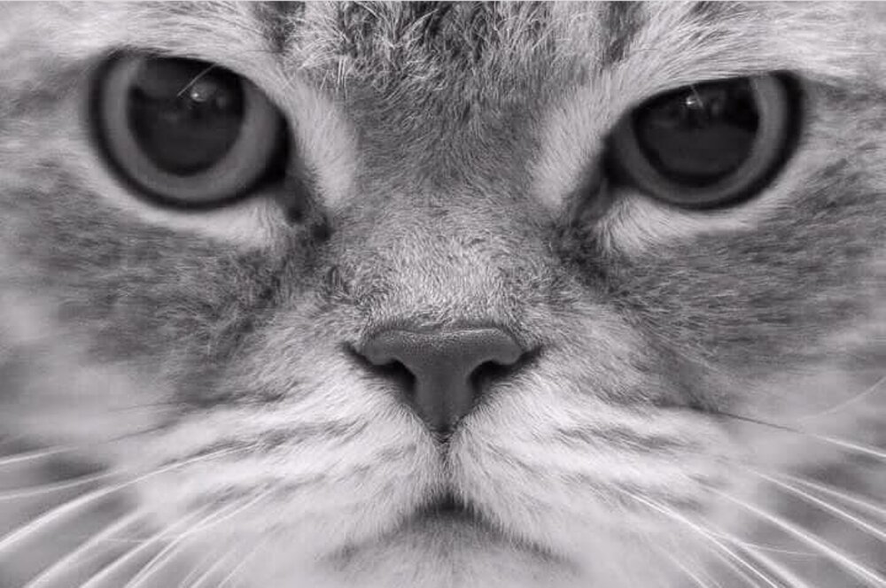 Photograph by Larysa Pinner