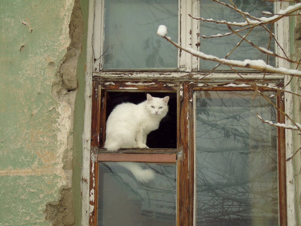 Фотография автора Екатерина Солохина