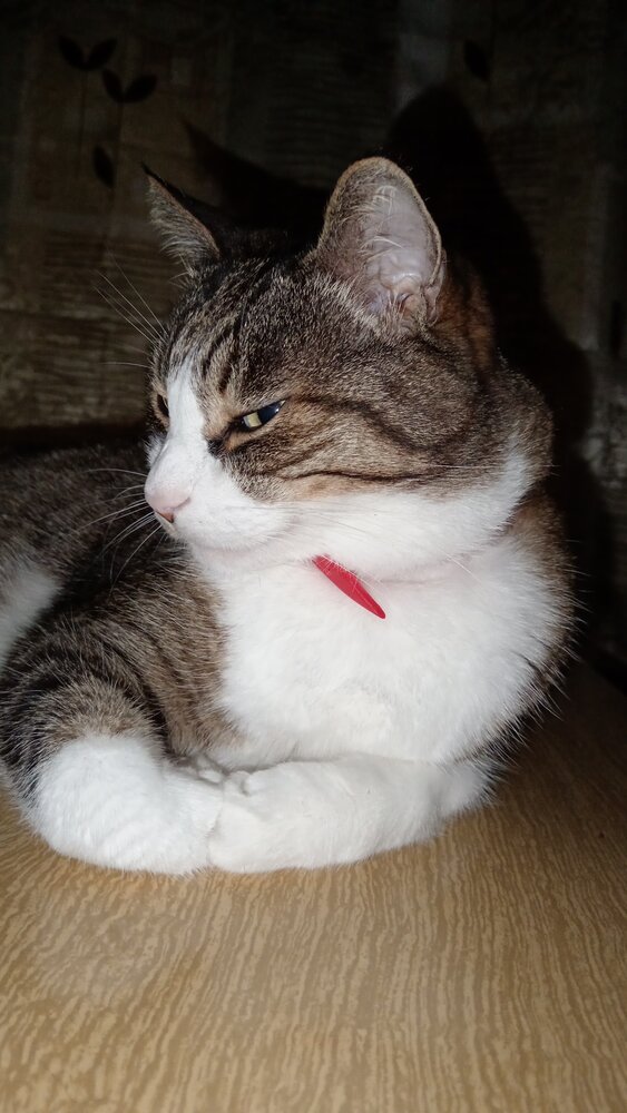 Photo #14044267