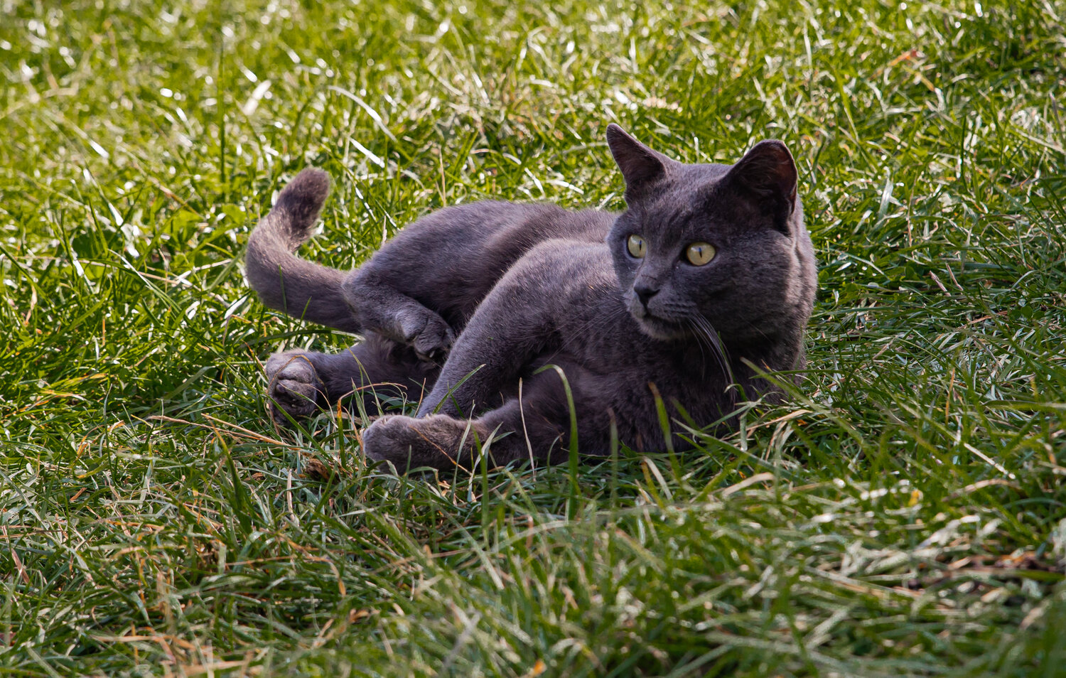 Photo #14044279