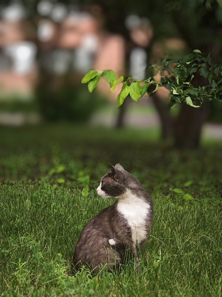 Photo #14044316