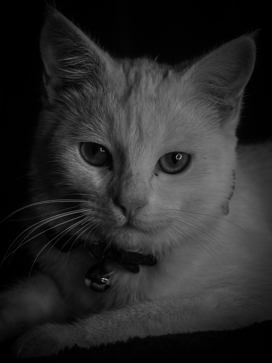 Photo #14044321