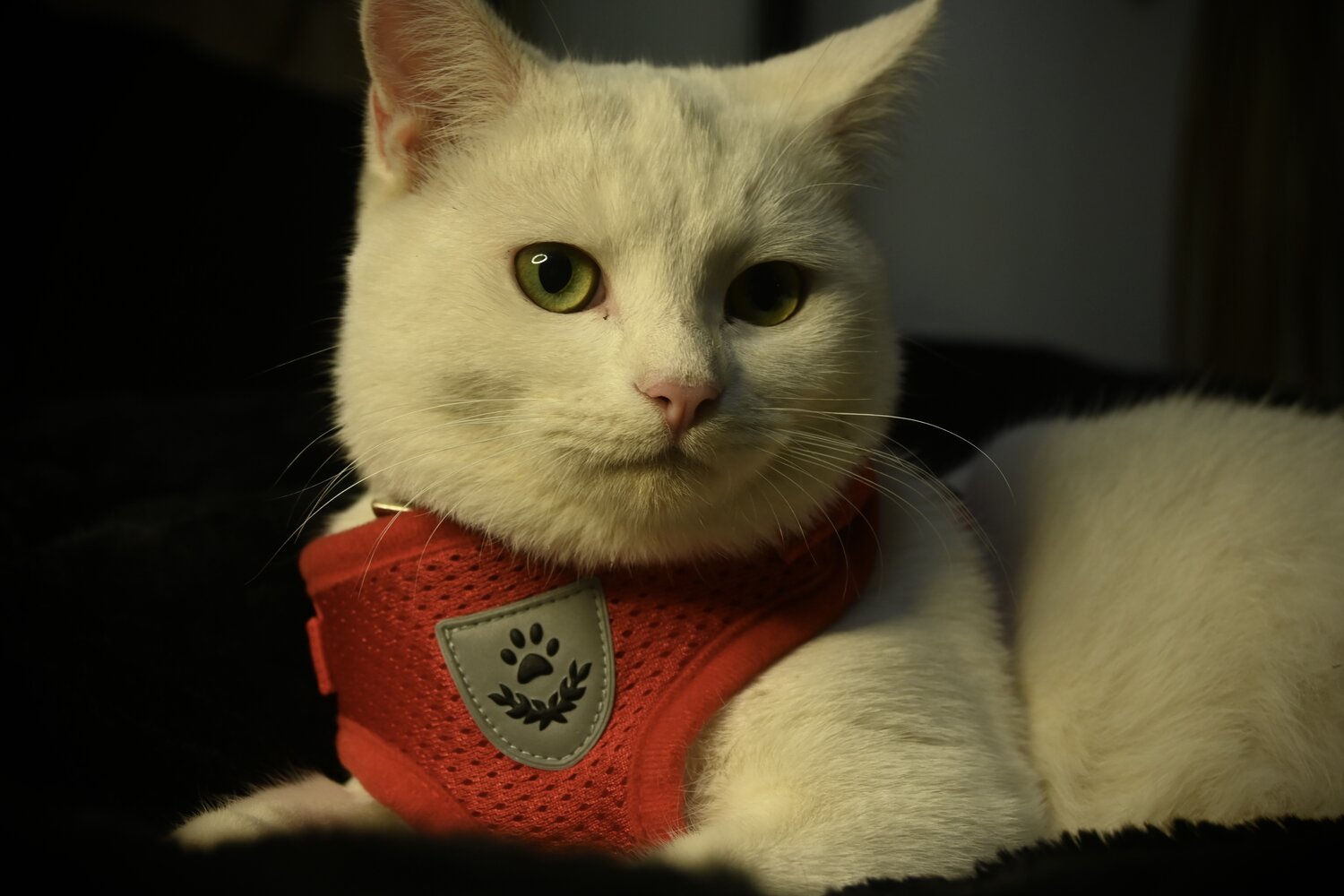 Photo #14044324