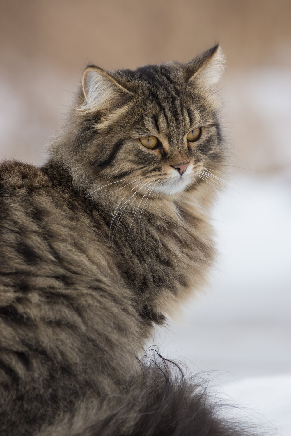 Photo #14044348