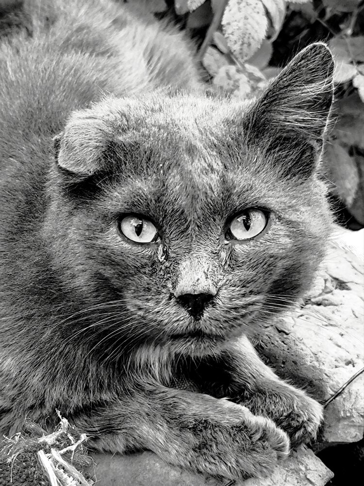 Photograph by Татьяна Никкарева