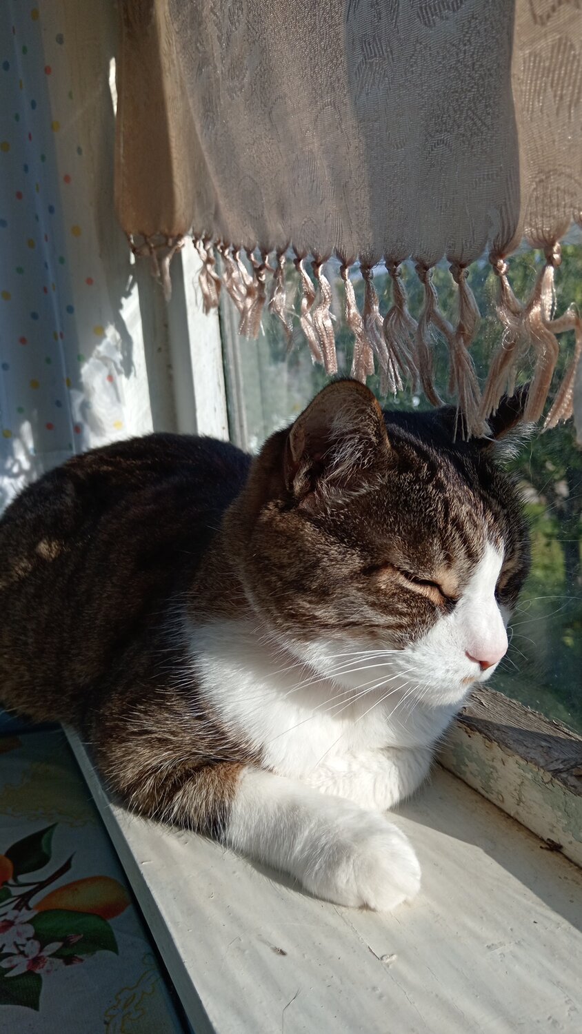 Photo #14044366