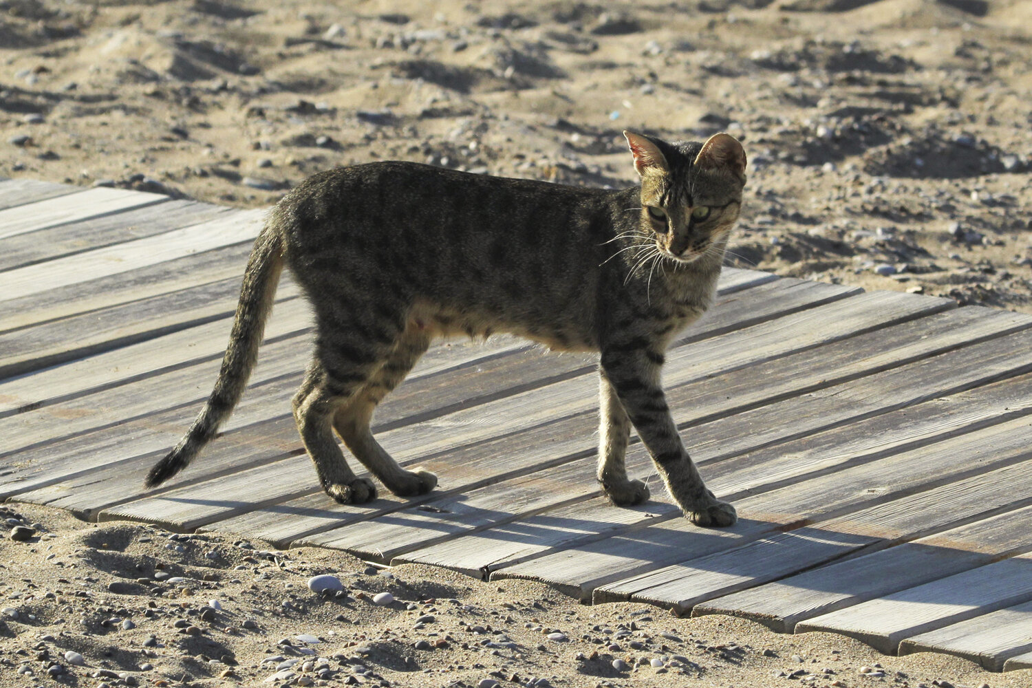 Photo #14044371