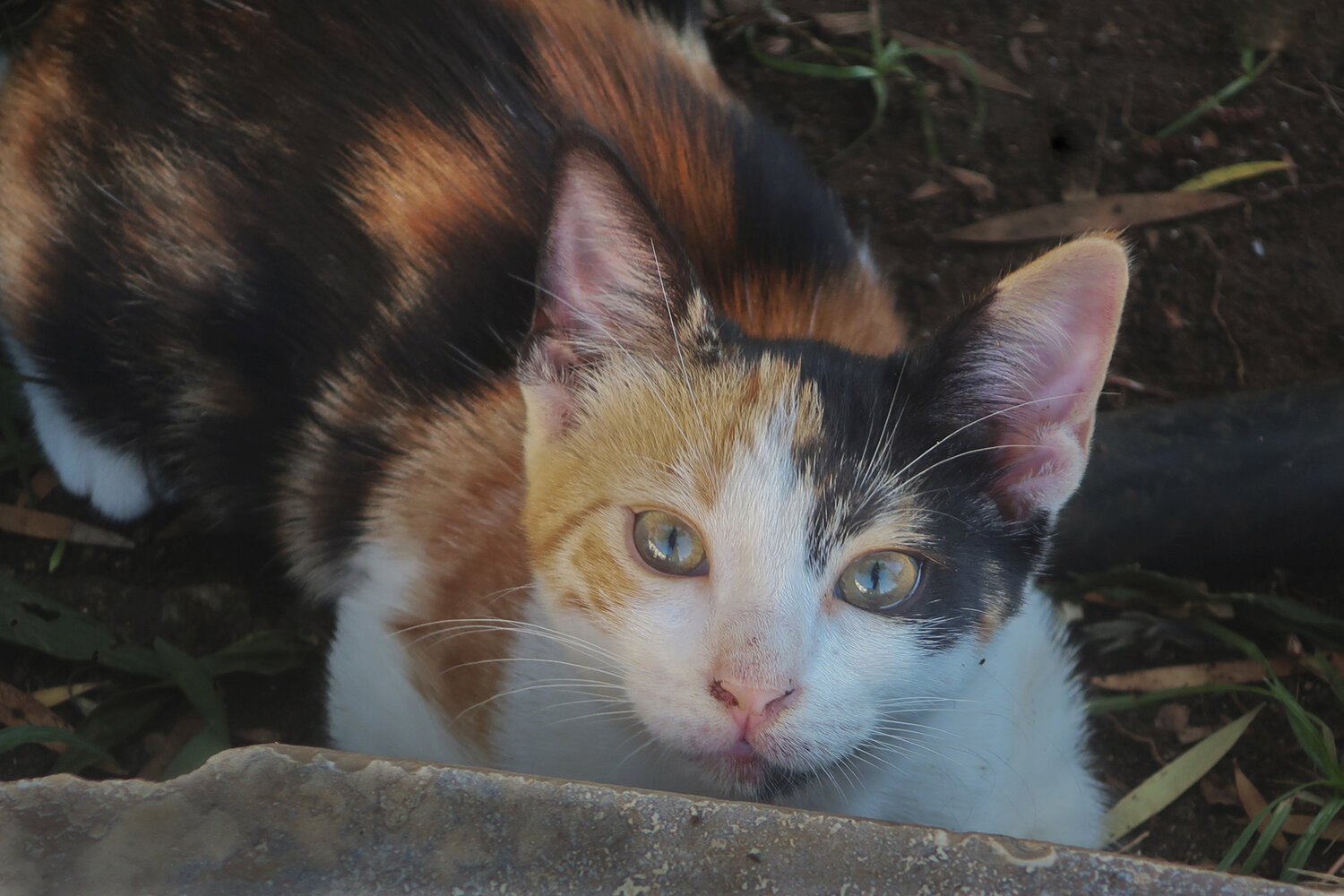 Photo #14044379