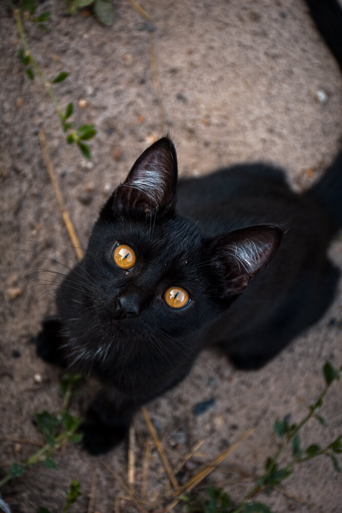 Изучающий котенок