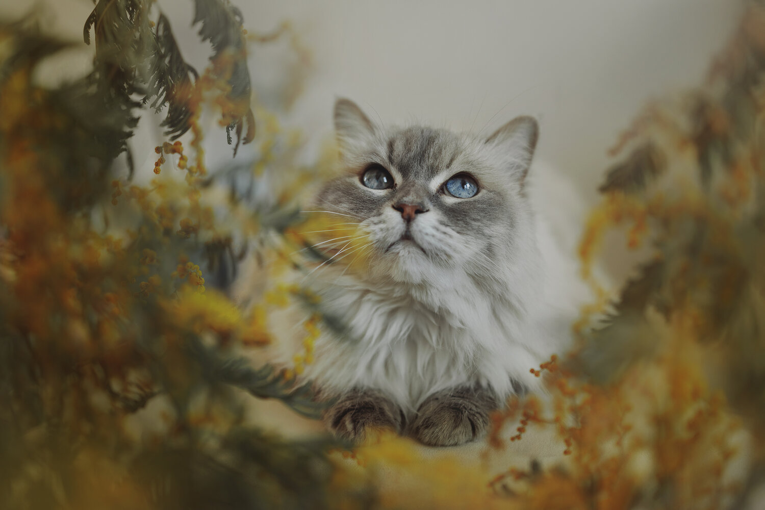 Photo #14044434