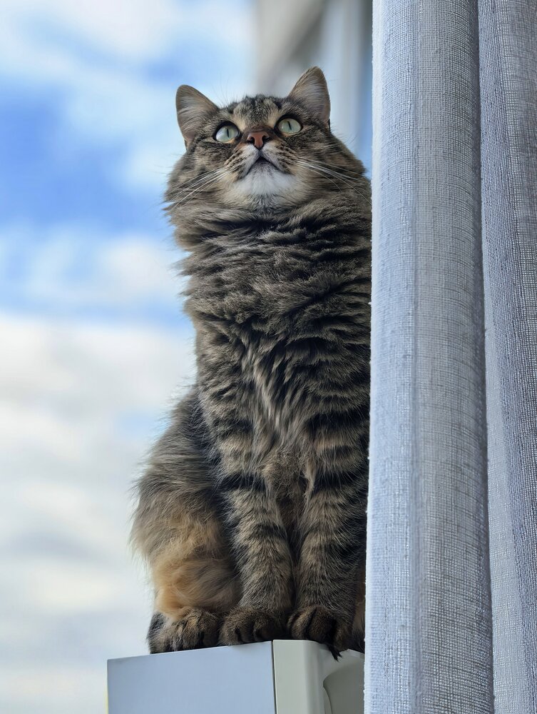 Мотильда и окно