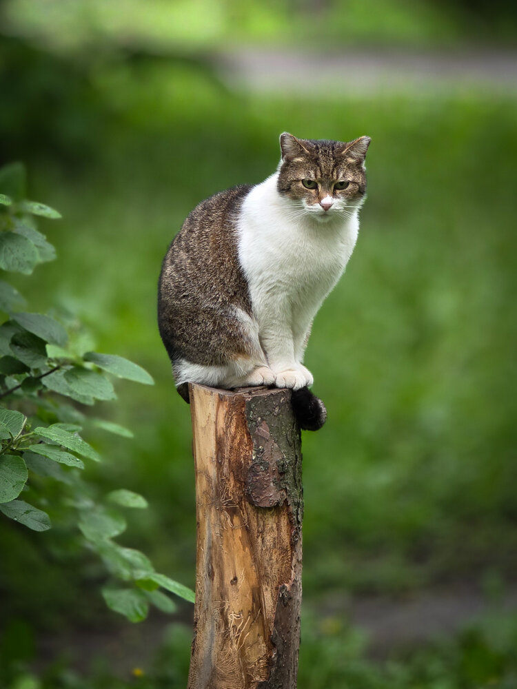 Photograph by Андрей Пуртов