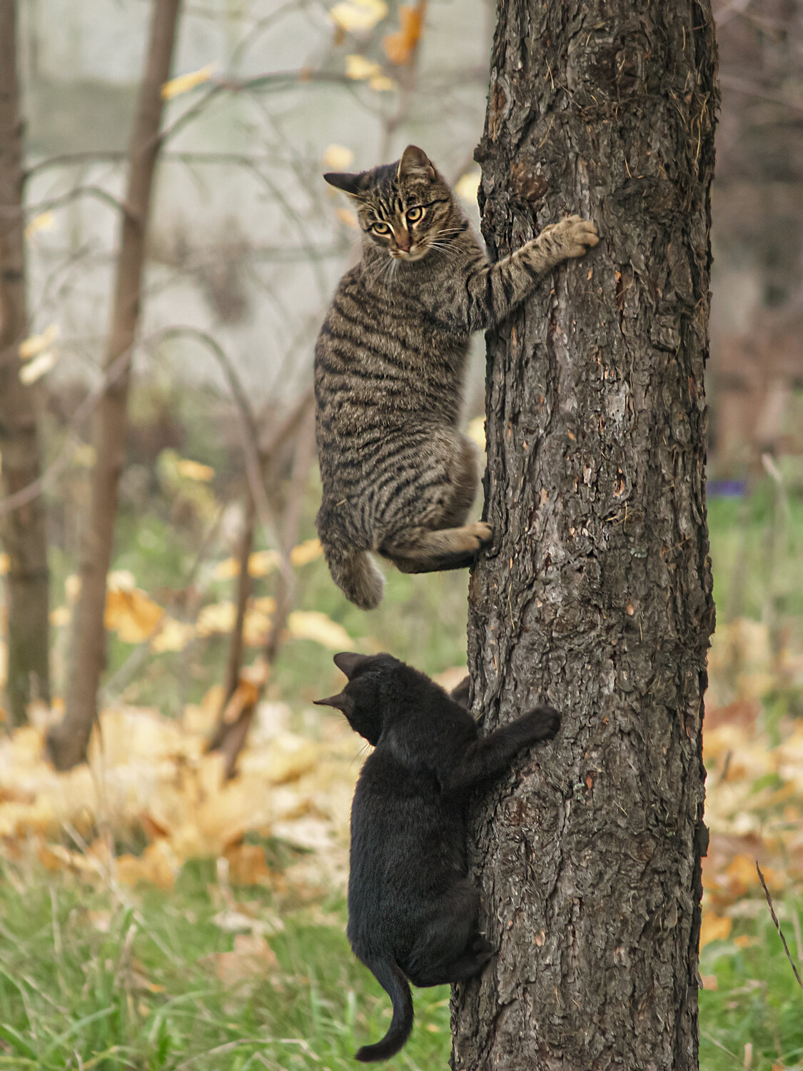 Photo #14044724