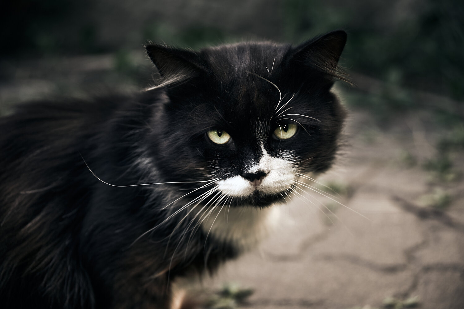 Photo #14044741