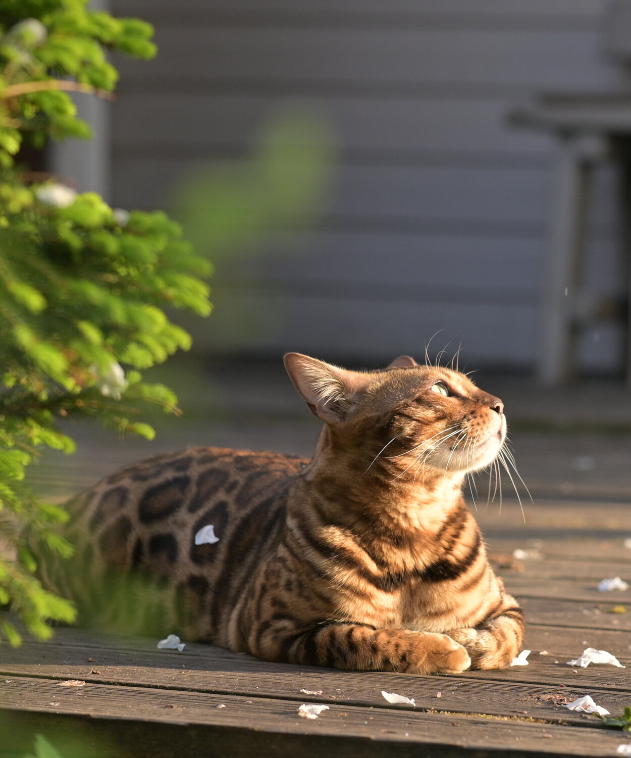 Photo #14044787