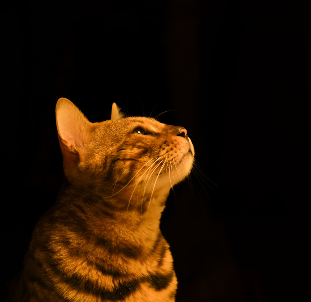 Photograph by Василий Богомолов