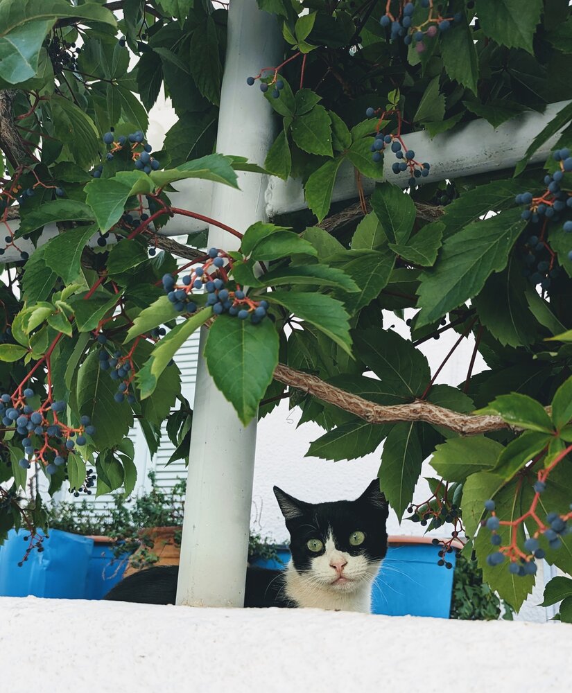 Photograph by Georgia Solomou