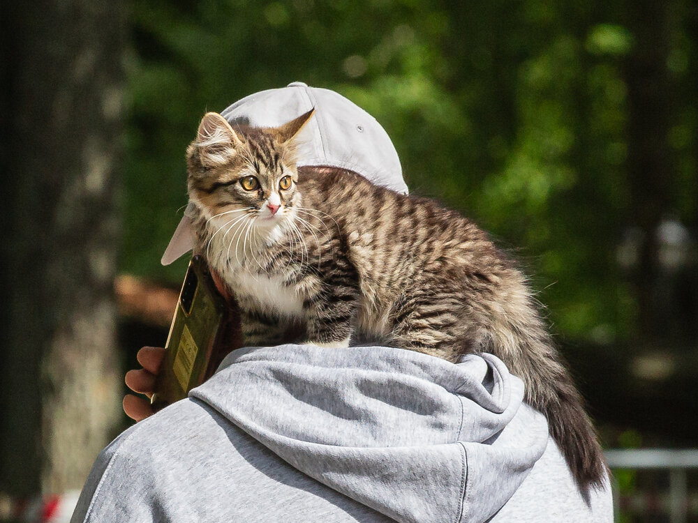 Фотография автора Вячеслав Коробов