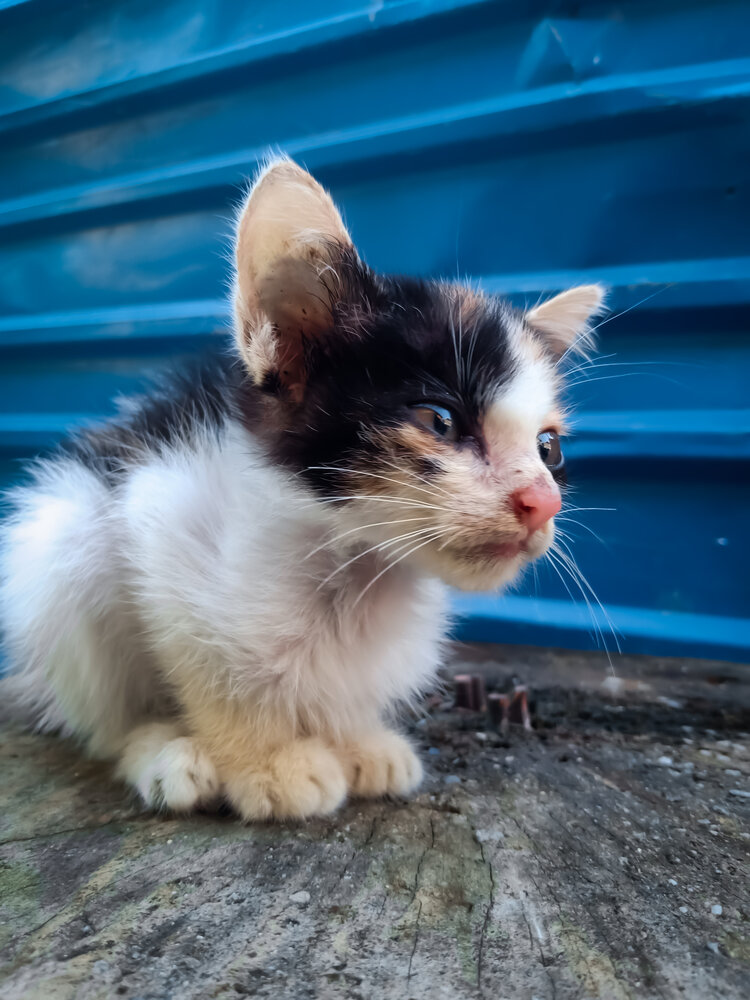 Photo #14044910