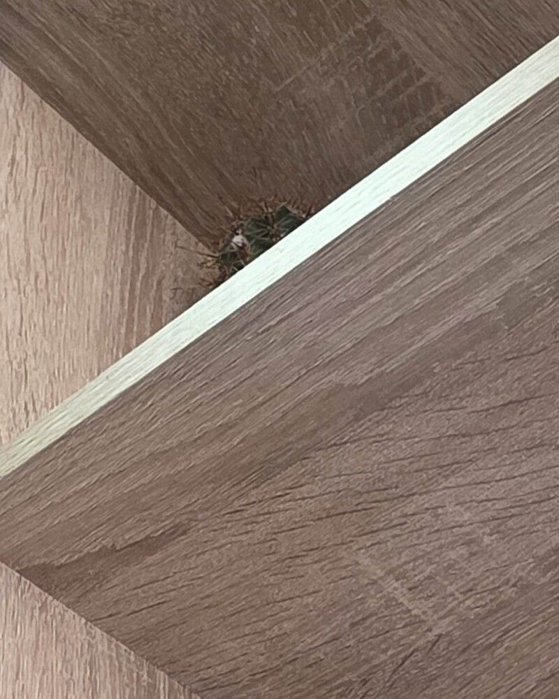 вуайер. voyeur.