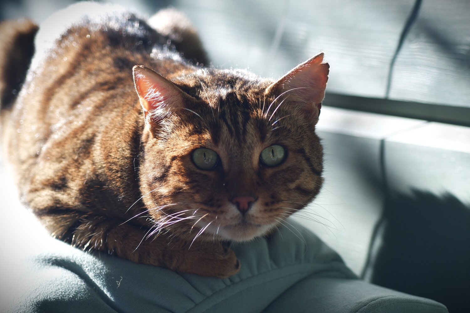 Photo #14044940