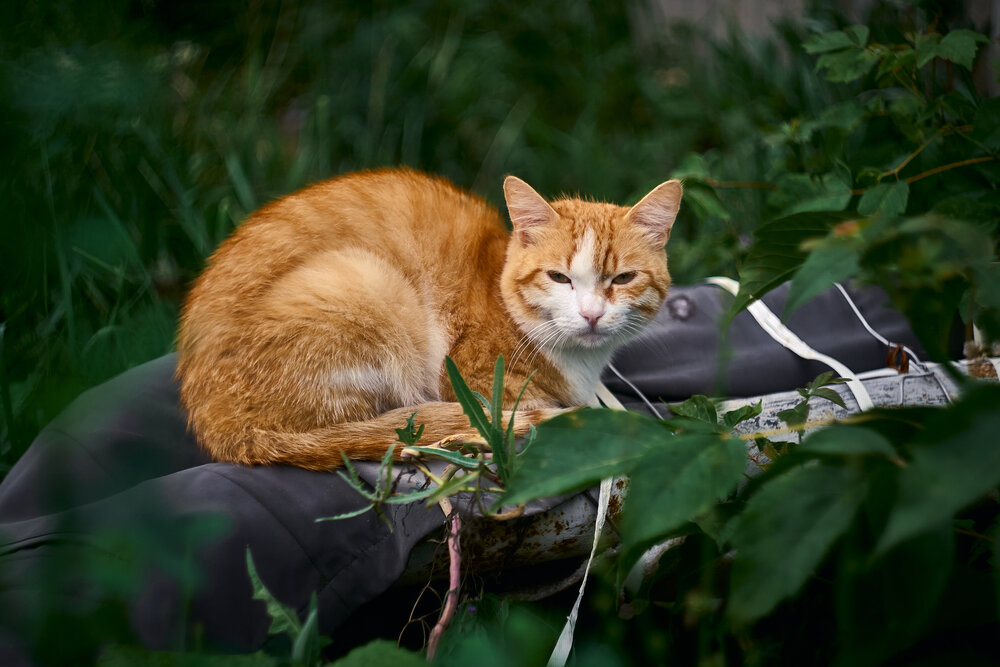 Photograph by Илья Борзенков