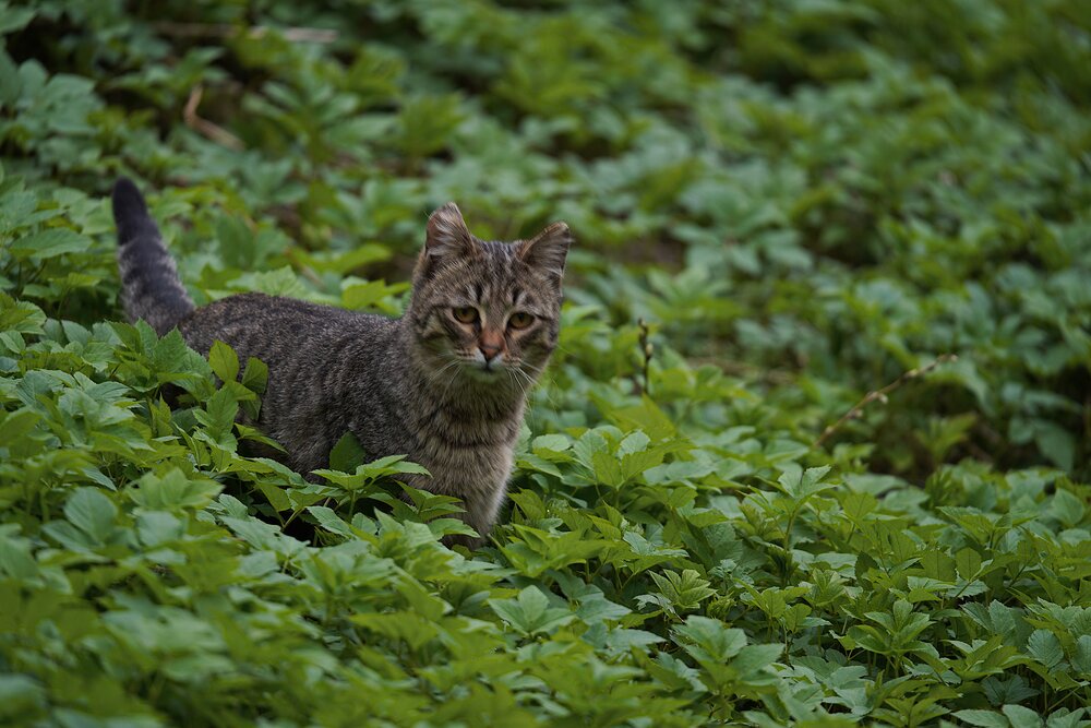 Photograph by Владимир Соколов