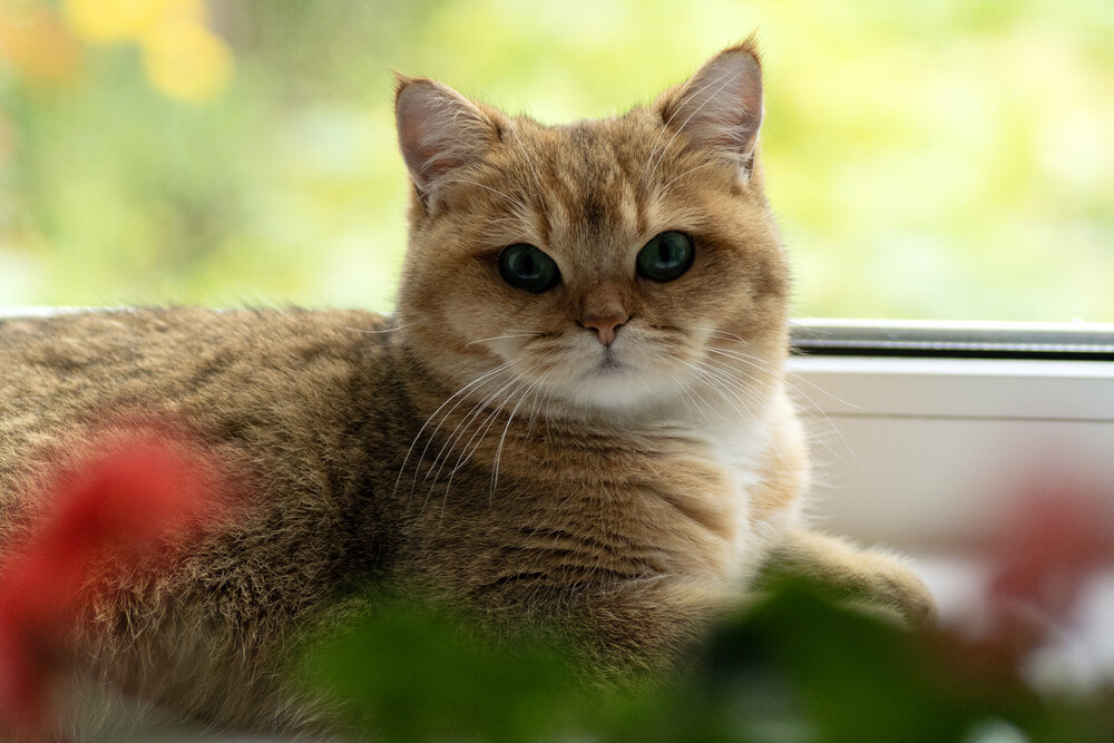 Photograph by Шевелева Юлия