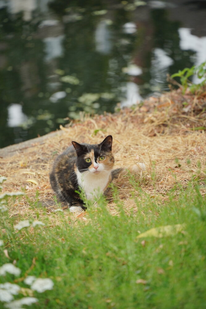 A kitten by the river